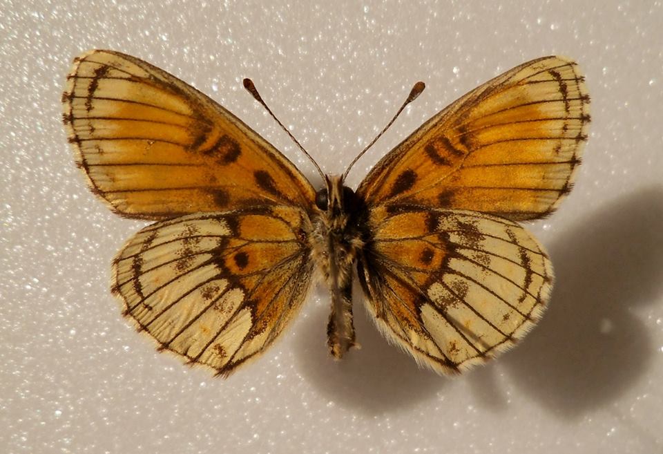 Melitaea athalia (verso, aberrant, Lotoshinskyi distr., Moscow reg) (Internet Image property of respective owner, non-commercial use only)